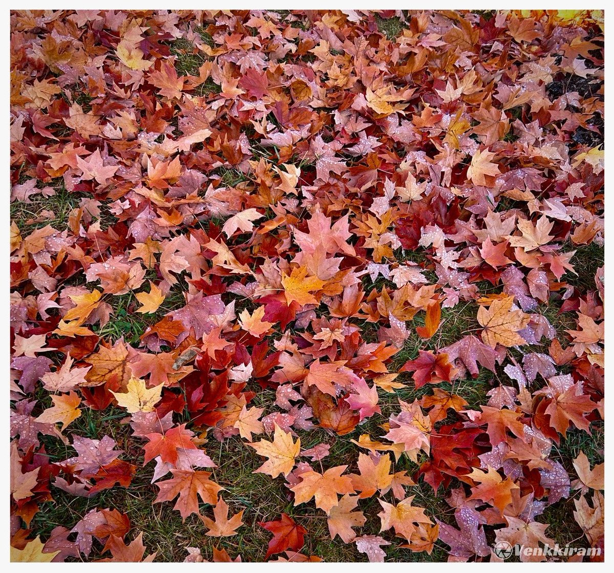 venkkiram's tweet photo. Todayโs photo theme is: Patterns
Mine, ๐
A pattern of endings. ๐โจ๐จ๐๐
#venkkiclicks #Patterns #AutumnPatterns #FallenLeaves #NatureArt #GoldenSeason #AutumnMagic #FallVibes #LeafCarpet #SeasonOfChange #RusticBeauty #NatureLover #PatternsInNature https://t.co/xb3bi0vRXN