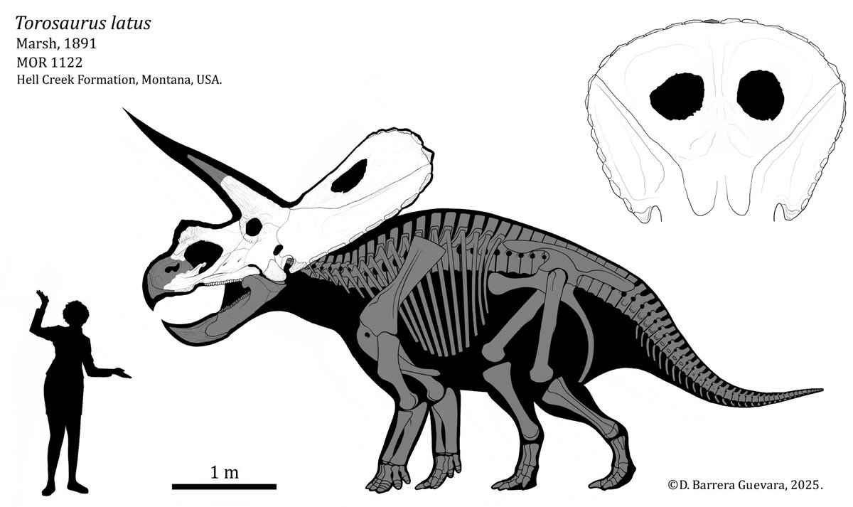 Barrerasaurus's tweet image. Torosaurus latus? Triceratops sp.?
Marsh, 1891; Scannella & Horner, 2010.
MOR 1122
Hell Creek Formation, Montana, USA.