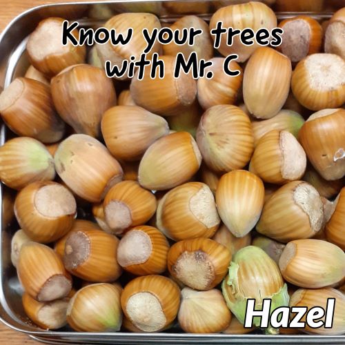 RogietPrimary (@rogietprimary) on Twitter photo With the catkins appearing and the tiny red flowers on display, learn all about the hazel tree with Mr.C
Click on the link π
youtu.be/jAj_UKXS3To
<a href="/craigarmiger/">Craig Armiger</a> <a href="/LtL_News/">Learning through Landscapes</a> <a href="/_OLW_/">DysguAwyrAgoredCymru/OutdoorLearningWales</a> @CoedCadw <a href="/TheKentAcorn/">The English Oak Project</a> <a href="/RobPennWildwood/">Robert Penn</a> <a href="/GwentWildlife/">Gwent Wildlife Trust</a> <a href="/MillardWill/">Will Millard</a> With the catkins appearing and the tiny red flowers on display, learn all about the hazel tree with Mr.C
Click on the link π
youtu.be/jAj_UKXS3To
<a href="/craigarmiger/">Craig Armiger</a> <a href="/LtL_News/">Learning through Landscapes</a> <a href="/_OLW_/">DysguAwyrAgoredCymru/OutdoorLearningWales</a> @CoedCadw <a href="/TheKentAcorn/">The English Oak Project</a> <a href="/RobPennWildwood/">Robert Penn</a> <a href="/GwentWildlife/">Gwent Wildlife Trust</a> <a href="/MillardWill/">Will Millard</a>