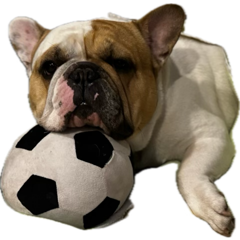 vmanuelr's tweet photo. Bulldog francés https://t.co/ncqZCbWprR
