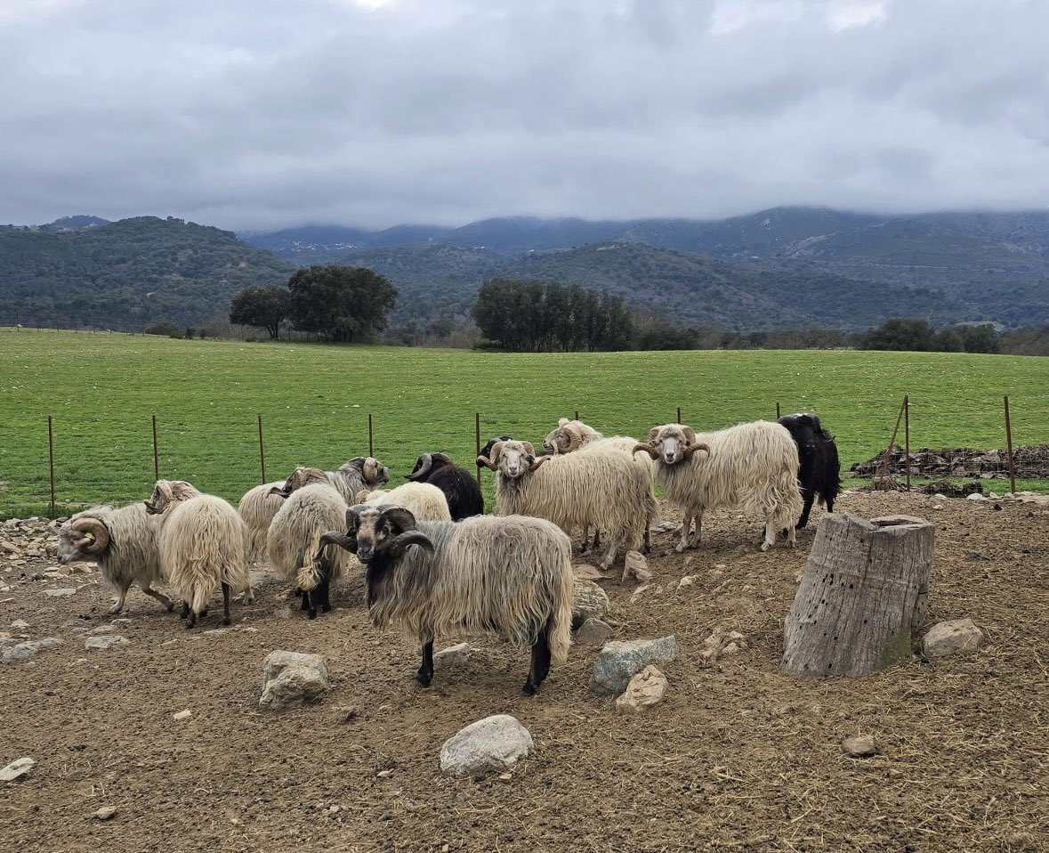 Paulu Santu Parigi tweet media