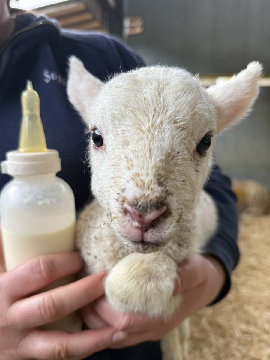 LeighMilnerTV's tweet photo. Adding this to my showreel for @BBCCountryfile 🐑 https://t.co/cw6f7MCBaX