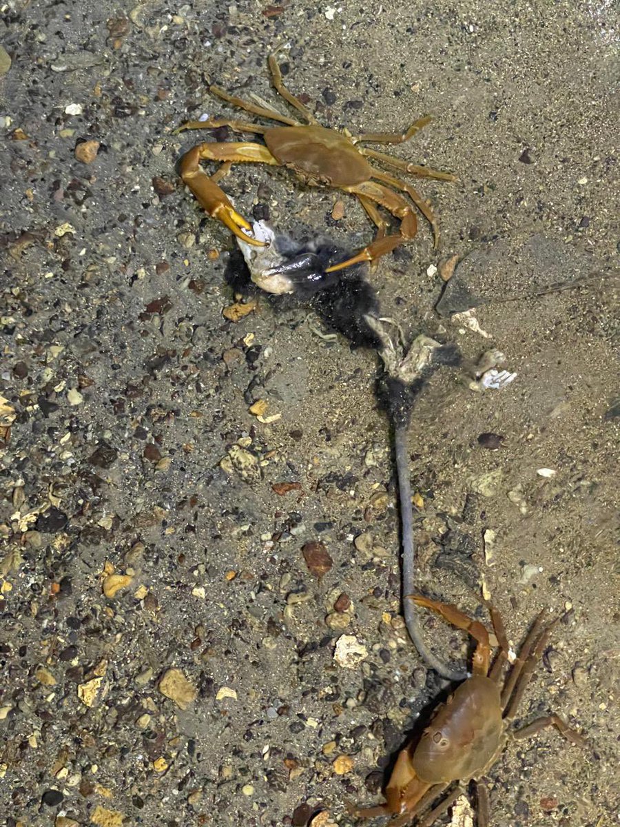 Carlos Lasso (@classoalcala) on Twitter photo Los cangrejos 🦀 cavernícolas son fundamentales en el flujo de energía en las cavernas, gracias a su papel depredador y carroñero en este caso del Peñón (Santander) en un roedor. Gracias Edgar Quitian (Bosques Pandora)<a href="/inst_humboldt/">Instituto Humboldt</a> <a href="/espeleocol/">Asociación Espeleológica Colombiana - ESPELEOCOL</a> Los cangrejos 🦀 cavernícolas son fundamentales en el flujo de energía en las cavernas, gracias a su papel depredador y carroñero en este caso del Peñón (Santander) en un roedor. Gracias Edgar Quitian (Bosques Pandora)<a href="/inst_humboldt/">Instituto Humboldt</a> <a href="/espeleocol/">Asociación Espeleológica Colombiana - ESPELEOCOL</a>