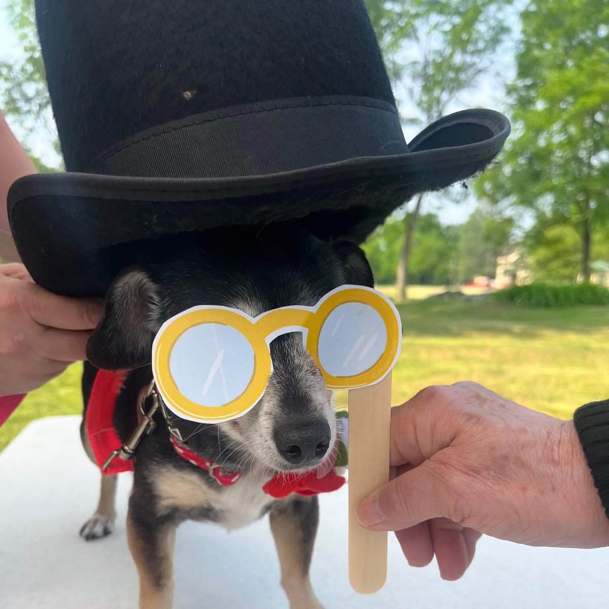 Martin Van Buren NPS tweet media