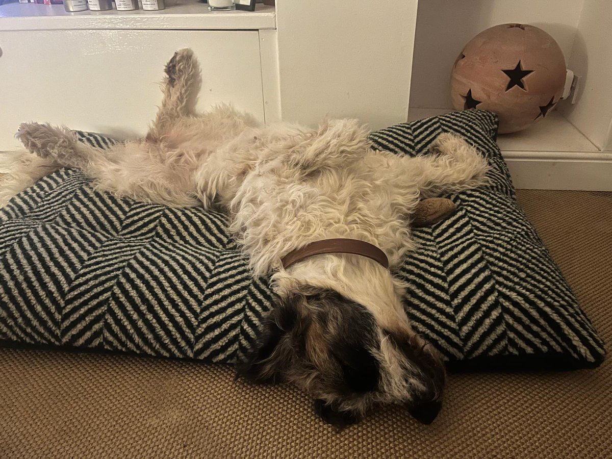 SavingSaints's tweet photo. Here's Layla enjoying life in her forever home - from the streets of Egypt to the luxury of a loving home https://t.co/dJOrksgr8A