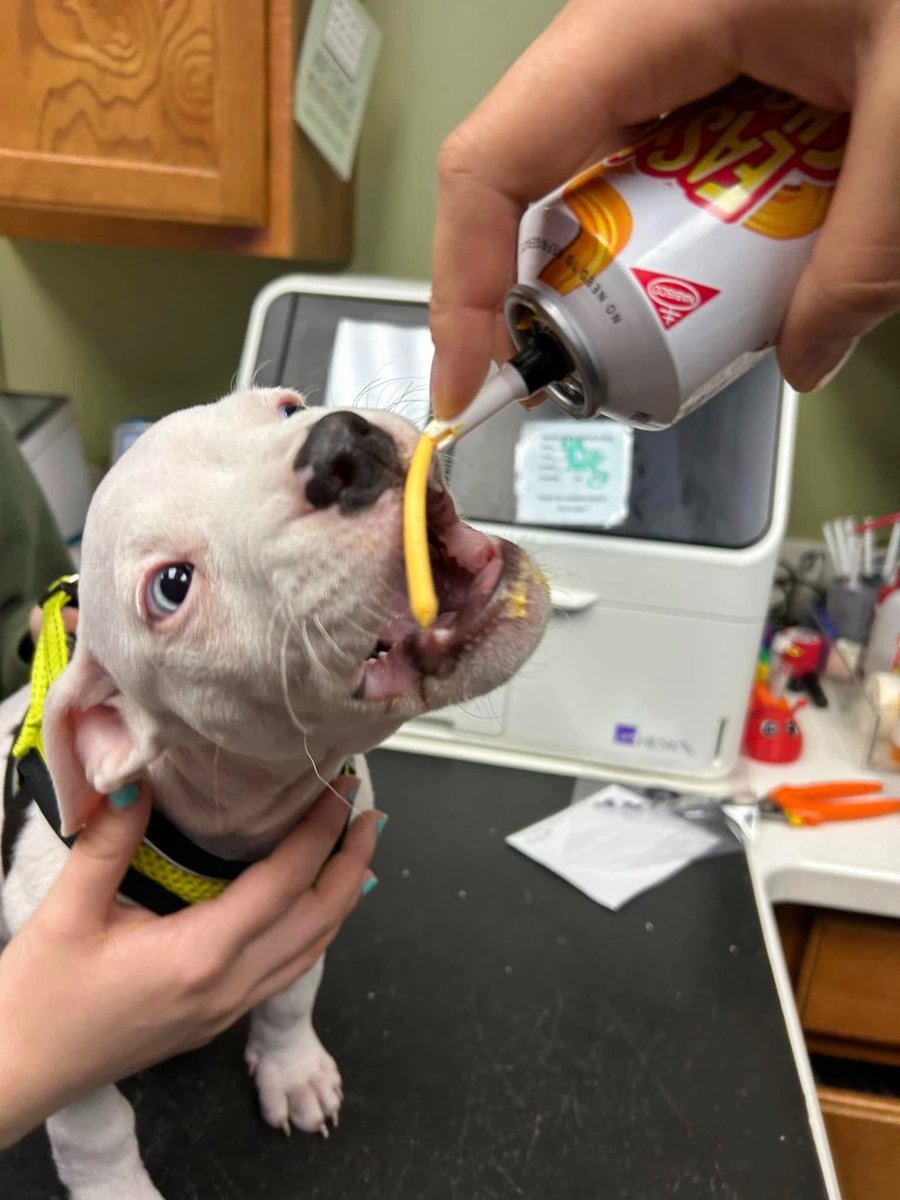 We'd like to welcome this cutie to the Noah's family. This is MARSHALL!!!

He's an 8 week old Pit Bull pup who came to see us recently for his very first puppy exam. Squeeze cheese is clearly the way to his heart!

We can't wait to watch you grow up, Marshall! 🐶❤️🐾