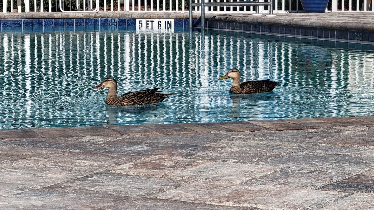 Ducking around in the pool.