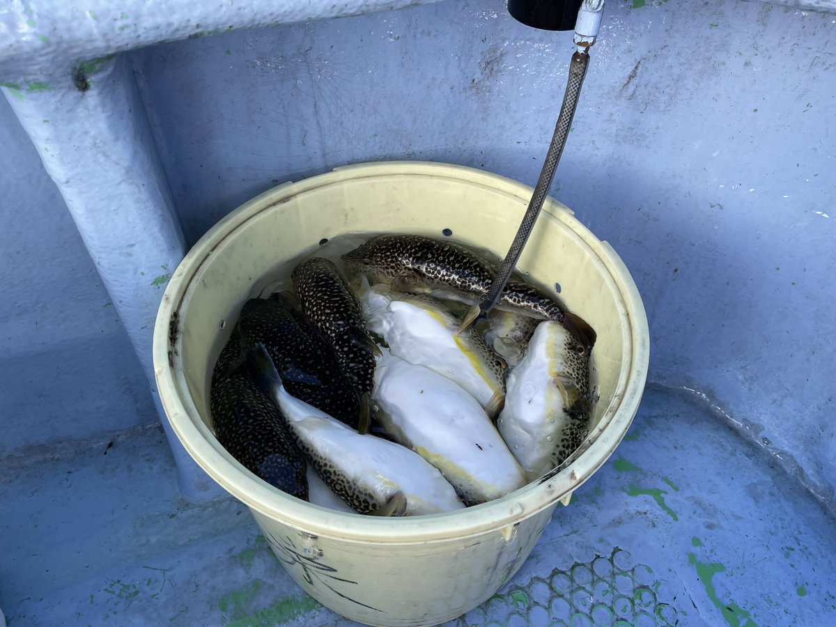 tsuritengu's tweet image. ショウサイフグ行ってきた！
ショウサイフグ15匹
トラフグ1匹
ホヤ&amp;amp;マルキューの粉使ったら、調子良かった♪
裏本命のトラフグ釣れたしツヌケだし嬉しい✨

リーディングLG82
シーボーグ100JL
ダイワのカットウ仕掛け
ウマミパワーエビ&amp;amp;ホヤ