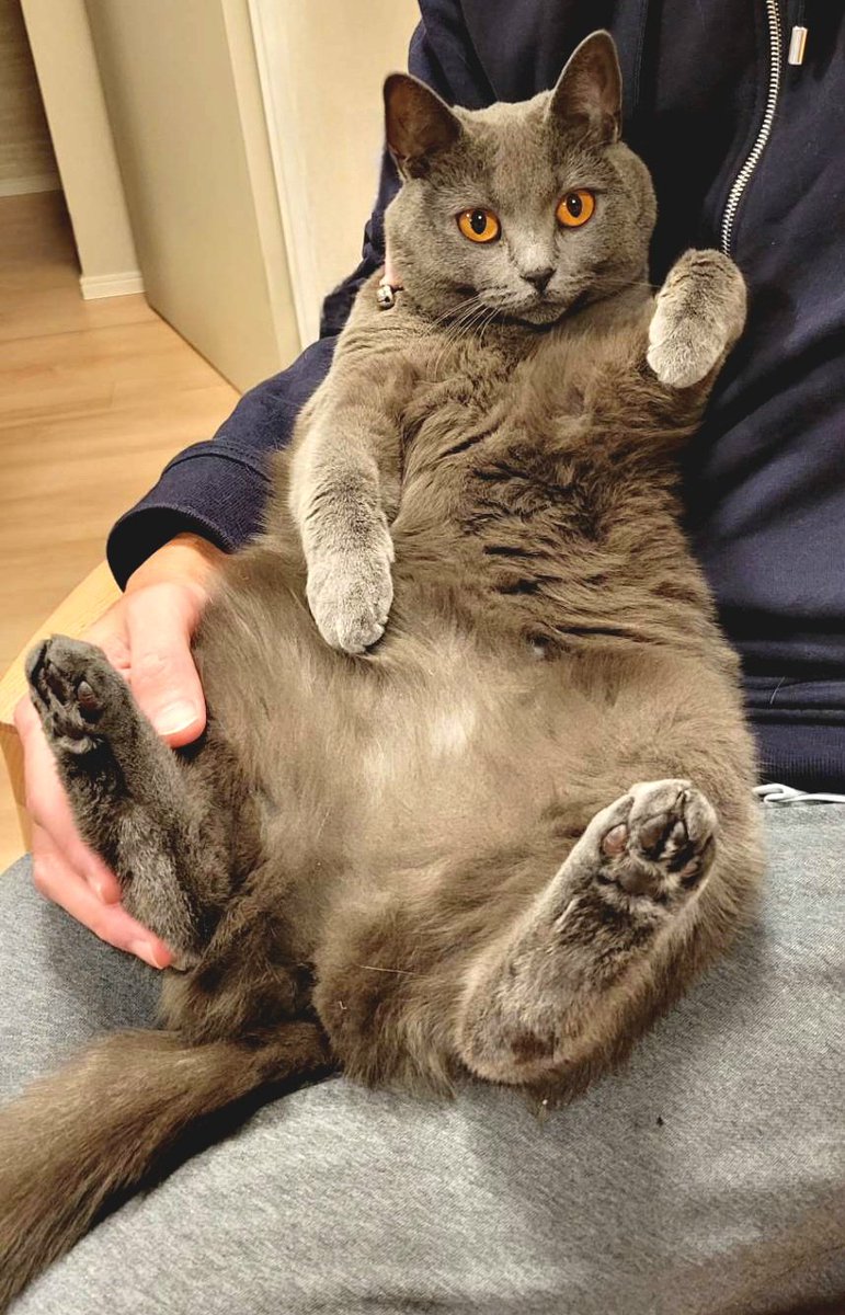 本日2/22は、猫の日なので、我が家のにゃんこ様を。ご査収下さいませ。

←よそゆき　&amp;　普段→

#猫の日