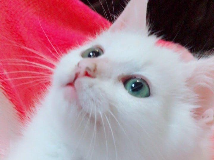 sakurarin72's tweet photo. 素晴らしい日でありますように😸
#猫の日 https://t.co/jPM9MRitRz