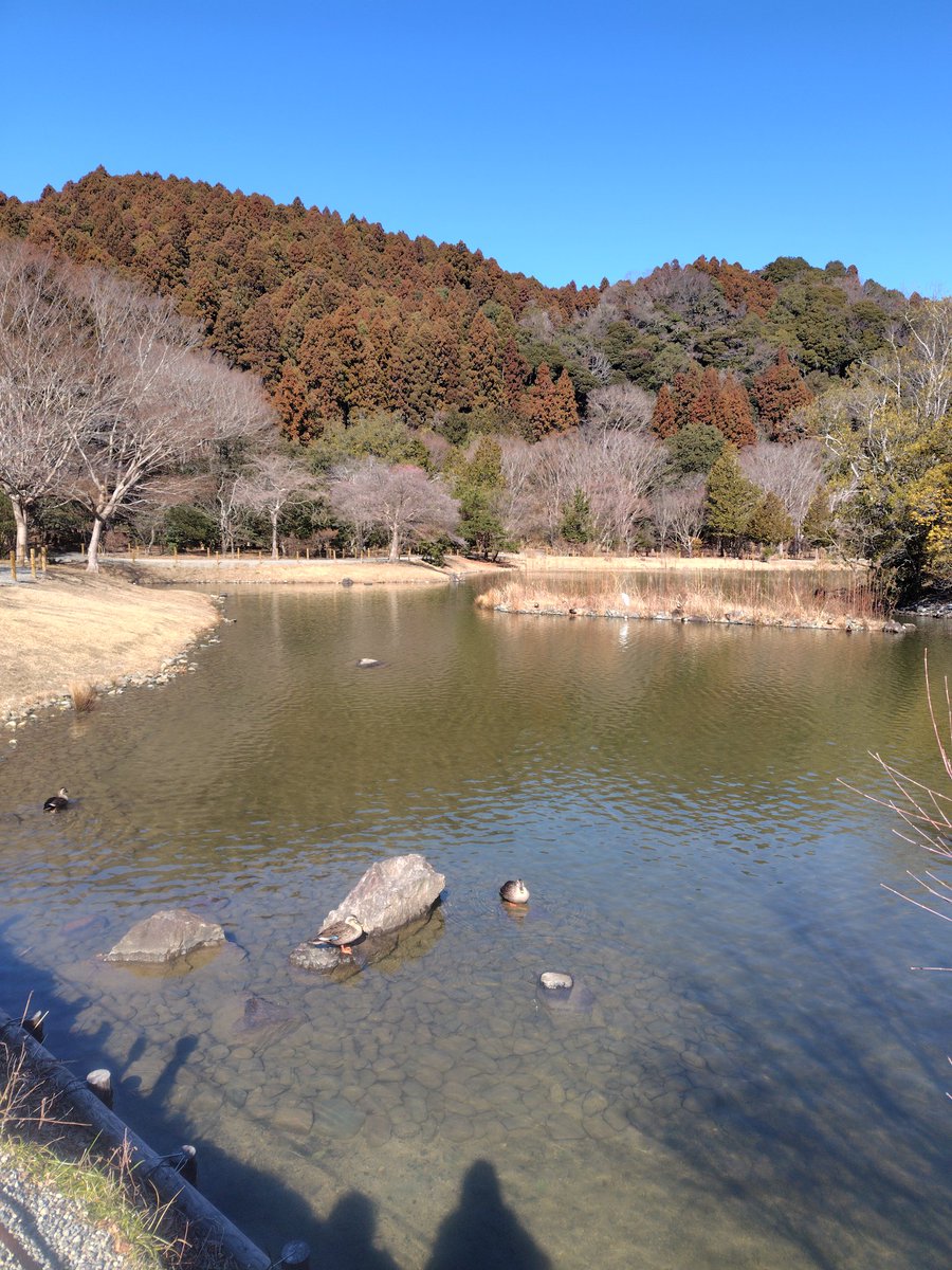 ymickey629's tweet photo. 友人に会う前に国宝をお散歩。湯河原の温泉おじさんに教えてもらった入浴方法をして何となく体もスッキリした感じがします。 https://t.co/v52paVqmV3