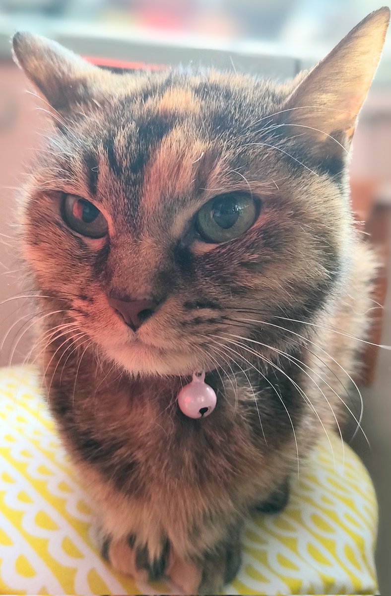 akipapamoon's tweet photo. ニャンニャンニャン🐈
今日はあたち達の日‼️
ご馳走待ってるニャン🐱
#猫の日
#ペット部乙 https://t.co/2UlM6no6Ci
