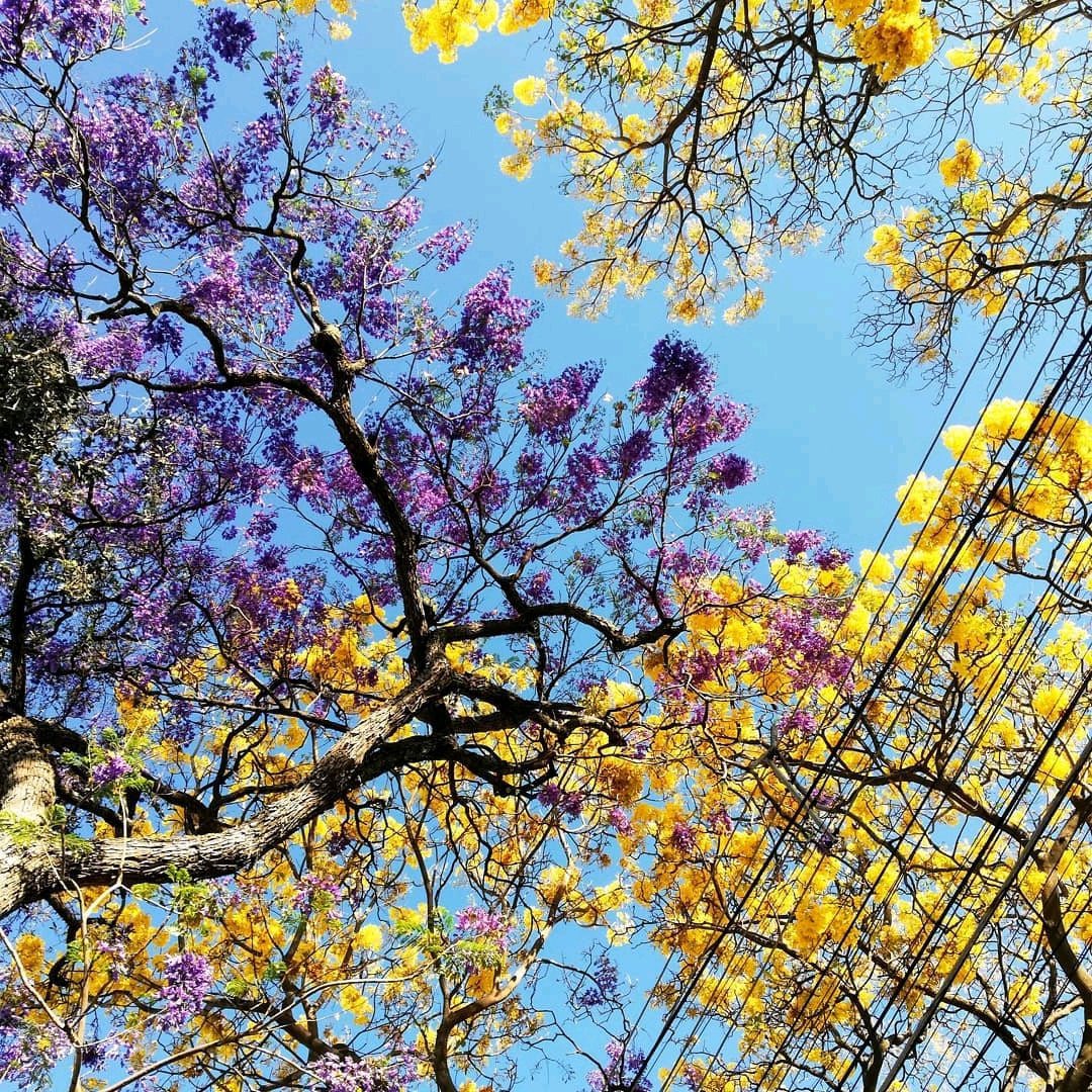 Yosh_G's tweet image. Ya estamos en esa época en la que ciudad Guatemala se ve así: