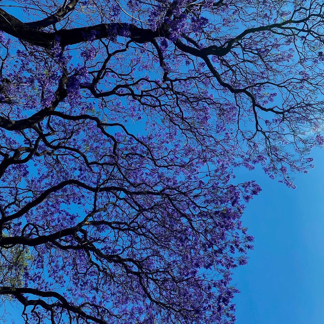 Yosh_G's tweet image. Ya estamos en esa época en la que ciudad Guatemala se ve así: