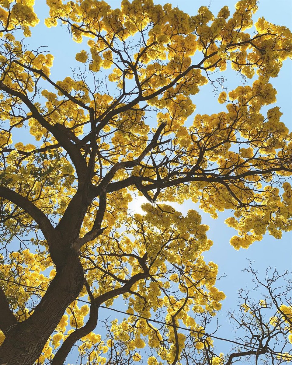 Yosh_G's tweet image. Ya estamos en esa época en la que ciudad Guatemala se ve así: