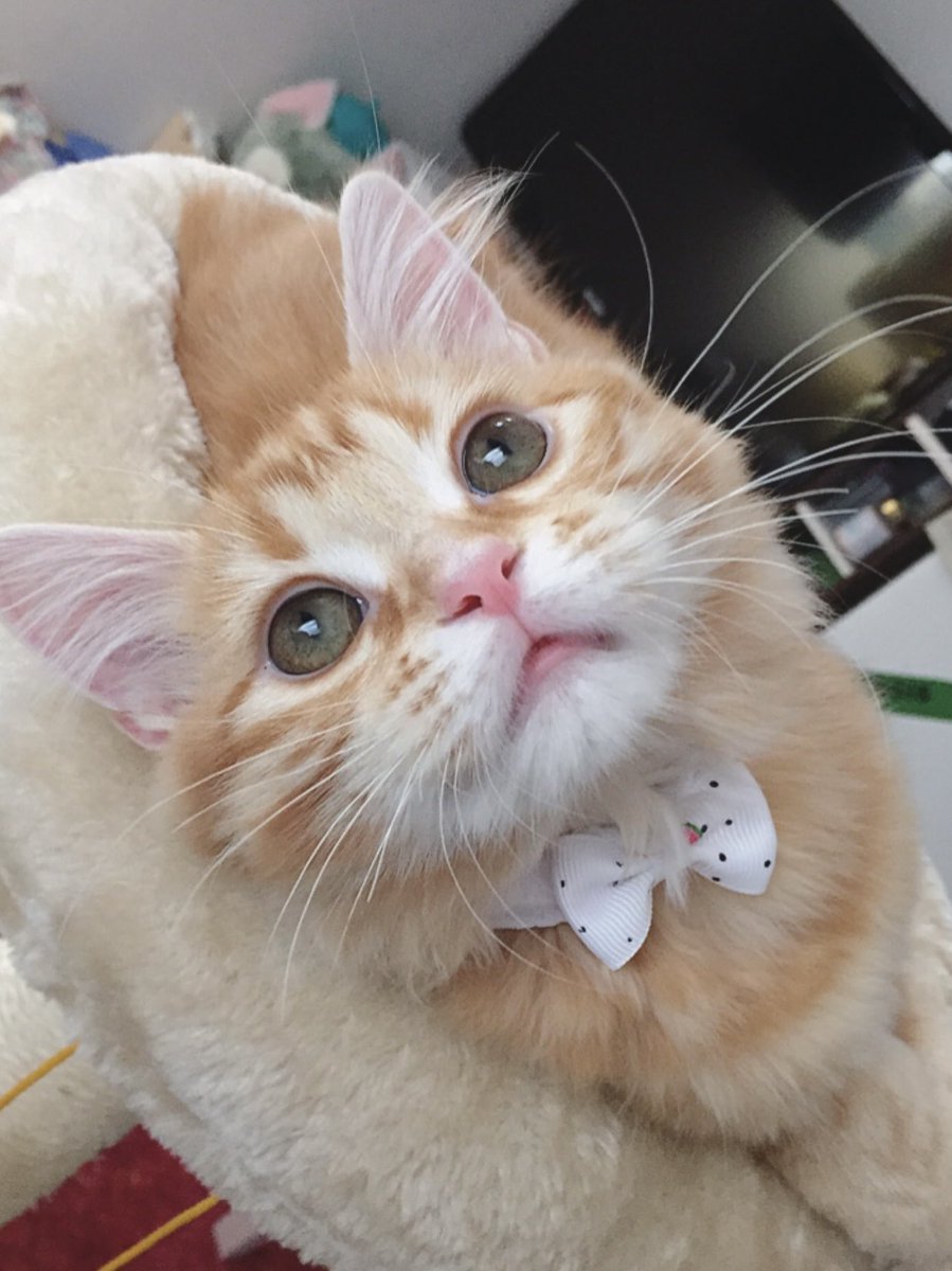 ねこじるしちくわ GkW4FP0WAAA9Wzi.jpg