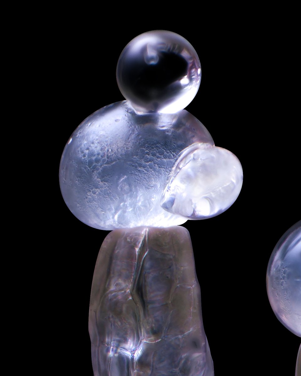 lemon slushy trichomes shot at 20x with a microscope objective. these shots you can clearly see the vesicles in the head meaning that these are very healthy.. the second shot looks like the shell of a trichome is stuck to the lower part of the head while a perfect ball of resin