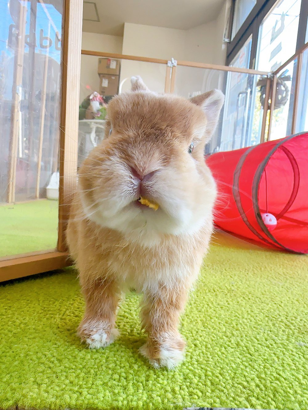 控えめなうたっち？ そして、おすわり🐰💓 . . . #うさぎ #ウサギ #こうさぎ #ネザーランドドワーフ #ネザーランドドワーフ男の子  #チョコレートオター #チョコレートオター男の子 #うさぎのいる生活 #うさぎのいる暮らし #うさぎと暮らす #うさすたぐらむ #うさぎすき 