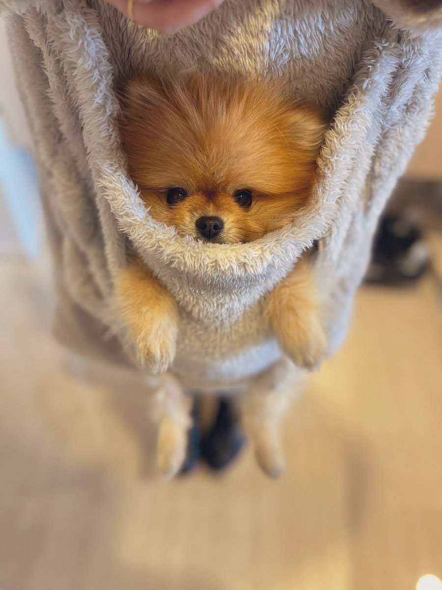 ルンド✴︎ポメラニアン (@pomepome_pd) / Posts / X