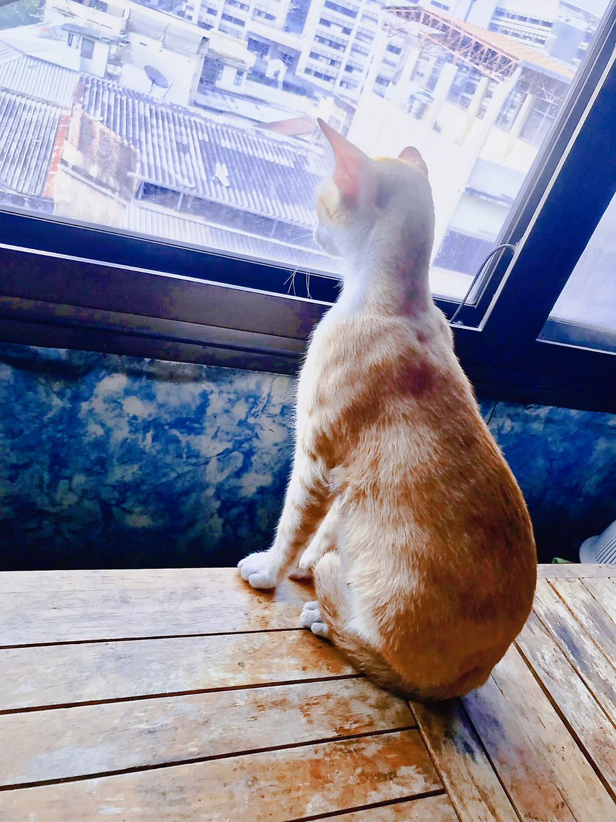 เช้านี้จับเจ้าส้มซ่า(ทองหยิบ)มาอาบน้ำเพราะตัวเหม็นมาก!!
ตั้งแต่เริ่มอาบจนอาบเสร็จ…นางบ่นตลอดเวลา😅
แต่ข้อดีของน้องคือไม่โวยวายหรือก้าวร้าวใส่แม่ขมเลย ตลอดการอาบน้ำและเช็ดตัวเป่าขนน้องไม่มีกางเล็บใส่หรือดิ้นหนีเลย เต็มที่แค่บ่นๆๆๆและก้าวเดินหน้าบ้างถอยหลังบ้างตอนโดนถูตัวแค่นั้น😻