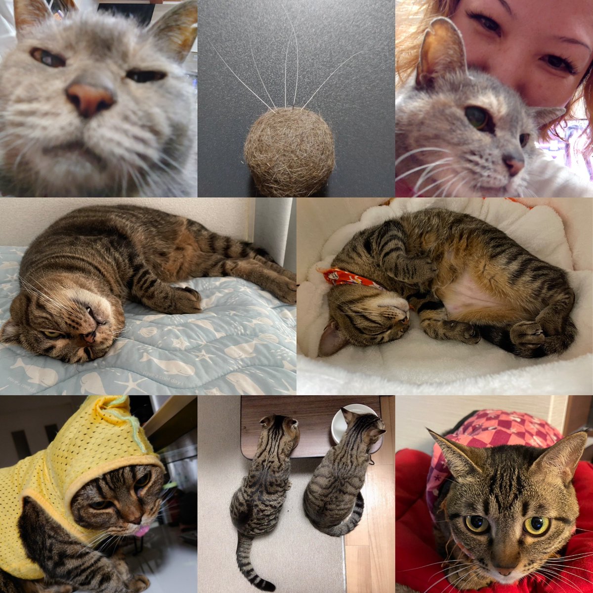 #猫の日 #猫のいる暮らし #猫は癒し #猫好きさんと繋がりたい