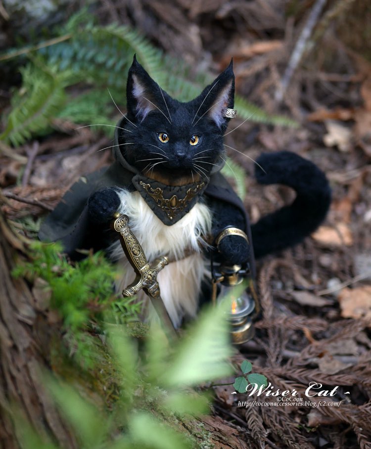 猫の日🐾
Wiser cat🐈‍⬛🐾
過去作の写真です🐾

#猫の日