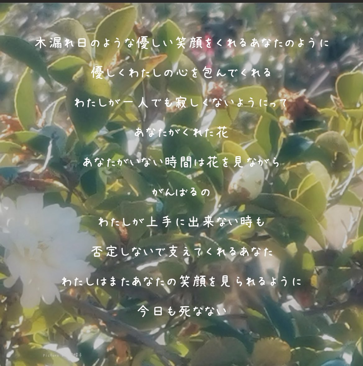 ひたむきな愛

#綿帽子のキリトリ世界
#花言葉
#詩　#ポエム
#よわいうさぎ