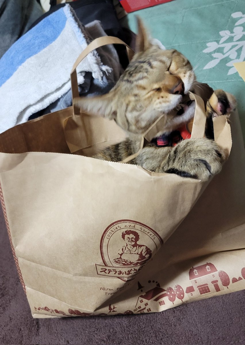 猫の日😻😻
クッキーより袋が好きではしゃいでる
かわいいね

#つなちゃん　#キジトラ
#猫のいる暮らし
#猫好きさんと繋がりたい