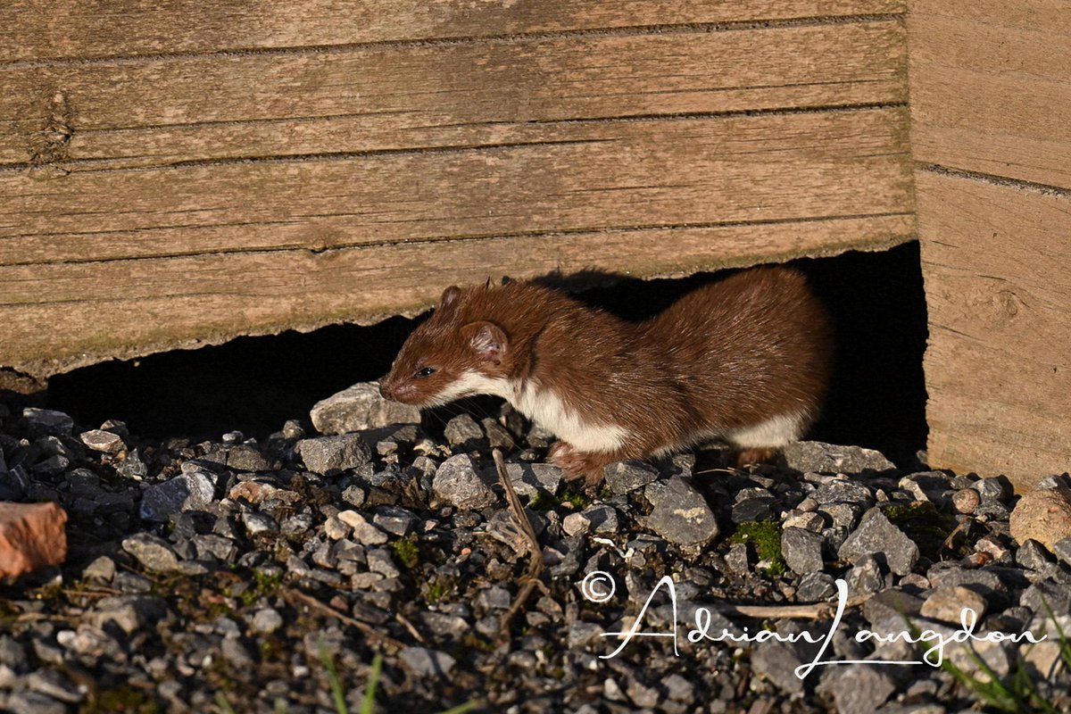 Adrian Langdon (@maxshearwater) on Twitter photo My 2nd opportunity to photograph a weasel in 2 wks. This time in the car park at RSPB Ham Wall on our Naturetrek Somerset Levels tour leading with <a href="/smartwildlife/">Oliver Smart</a>. Not all about the birds! <a href="/naturetrektours/">Naturetrek</a> <a href="/BobBosisto/">Bob Bosisto</a> <a href="/Kernowringer/">Peter Roseveare</a> <a href="/camelbirder/">Derek Julian</a> <a href="/JasminaGoodair/">Jasmina Goodair</a> <a href="/Natures_Voice/">RSPB</a> My 2nd opportunity to photograph a weasel in 2 wks. This time in the car park at RSPB Ham Wall on our Naturetrek Somerset Levels tour leading with <a href="/smartwildlife/">Oliver Smart</a>. Not all about the birds! <a href="/naturetrektours/">Naturetrek</a> <a href="/BobBosisto/">Bob Bosisto</a> <a href="/Kernowringer/">Peter Roseveare</a> <a href="/camelbirder/">Derek Julian</a> <a href="/JasminaGoodair/">Jasmina Goodair</a> <a href="/Natures_Voice/">RSPB</a>