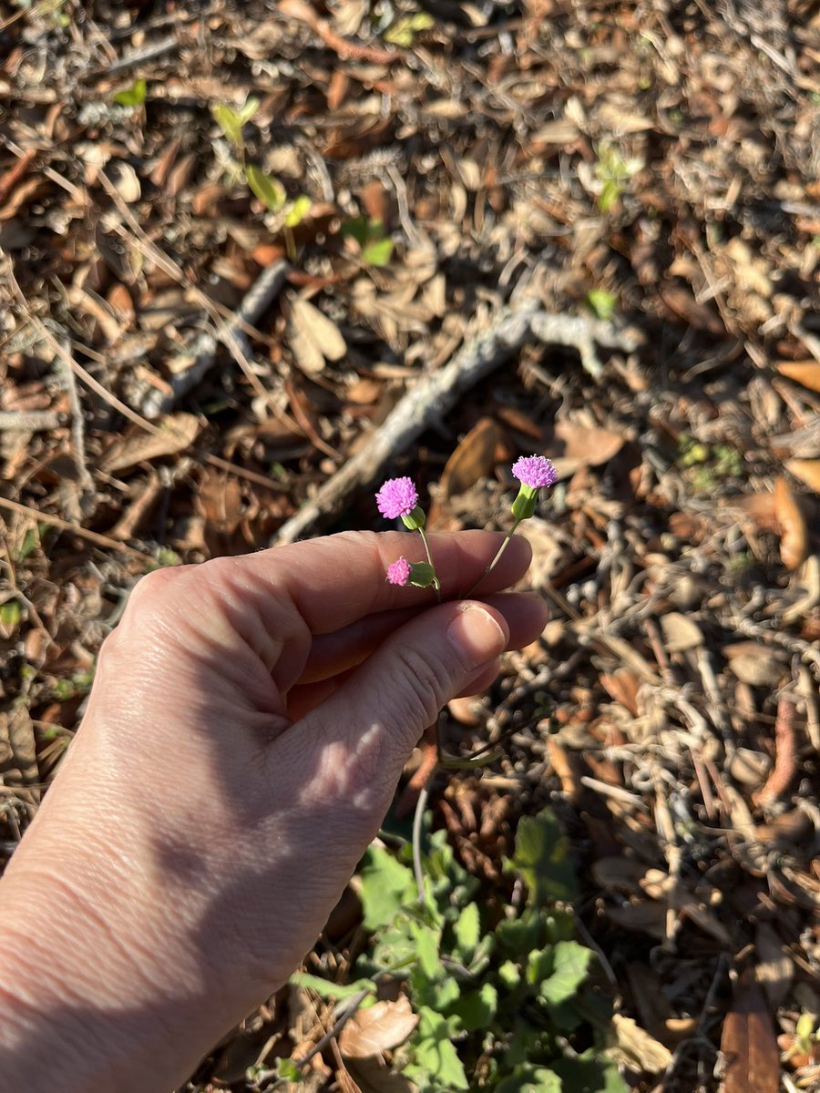 More #weedsofFL … largeflower Mexican clover (Richardia grandiflora), arrow leaf sida (Sida rhombifolia), tasselflower (Emilia sonchifolia). I have fun guessing the families…Rubiaceae (didn’t get it), Malvaceae (✅), and Asteraceae (✅)..2/3 today 😇