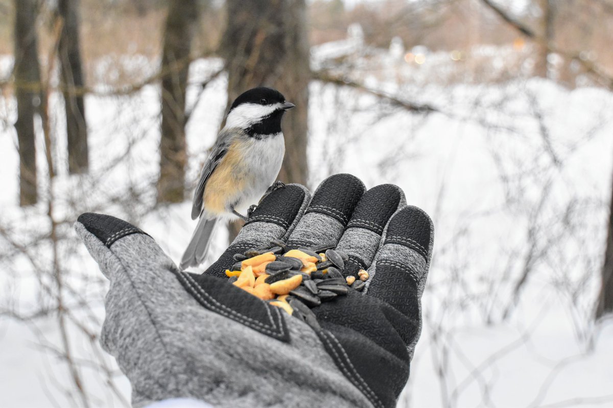 yanneyboy1's tweet photo. Came back from work and spent a few minutes with my feathered buddies.✌😉💫
#blackcappedchickadee #BirdsOfX #wildlifephotography #beonewithnature
@RicardoCalvrio1 @grub12321 @BetterParties @CeriWillott @Mayascribe @333mzma @dunlopfirestone @stackartist https://t.co/dLGvga3xTB