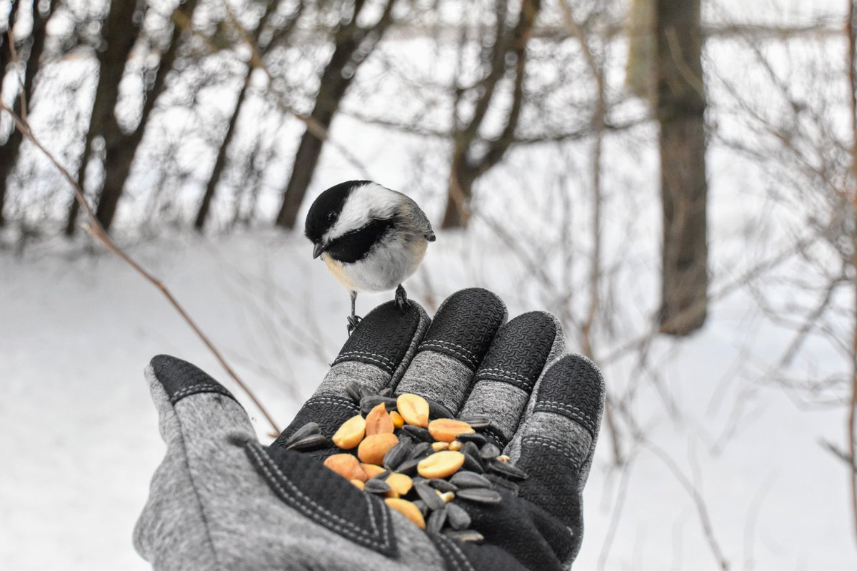 yanneyboy1's tweet photo. Came back from work and spent a few minutes with my feathered buddies.✌😉💫
#blackcappedchickadee #BirdsOfX #wildlifephotography #beonewithnature
@RicardoCalvrio1 @grub12321 @BetterParties @CeriWillott @Mayascribe @333mzma @dunlopfirestone @stackartist https://t.co/dLGvga3xTB