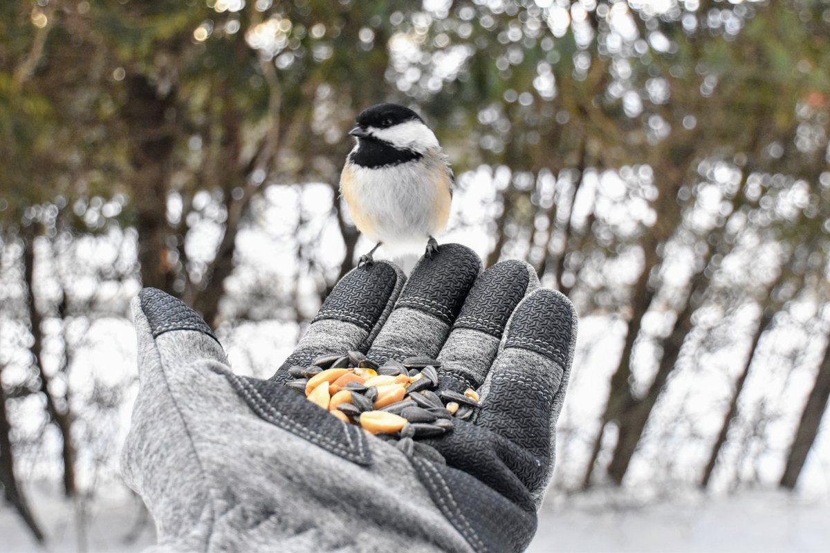 yanneyboy1's tweet photo. Came back from work and spent a few minutes with my feathered buddies.✌😉💫
#blackcappedchickadee #BirdsOfX #wildlifephotography #beonewithnature
@RicardoCalvrio1 @grub12321 @BetterParties @CeriWillott @Mayascribe @333mzma @dunlopfirestone @stackartist https://t.co/dLGvga3xTB
