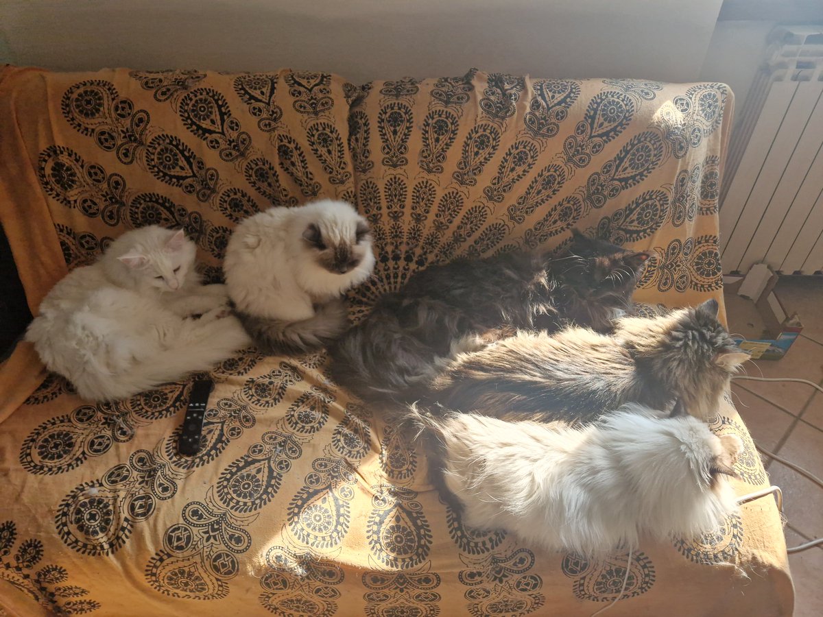 #gatti