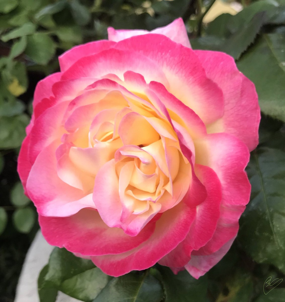 StellaMorero's tweet photo. @hpphotograf #SomethingPink https://t.co/aIMXwdv8pG