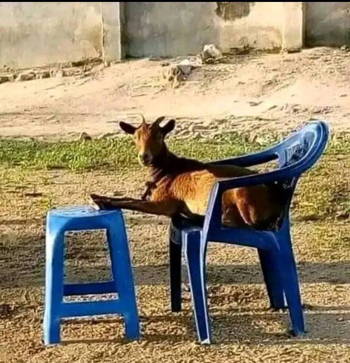 If a goat can find time to relax, then don't kill yourself with problems.   
Relax and take your chile softdrink and check your BP regularly
It shall be well with us!
😉😄😅😀
HAPPY WEEKEND