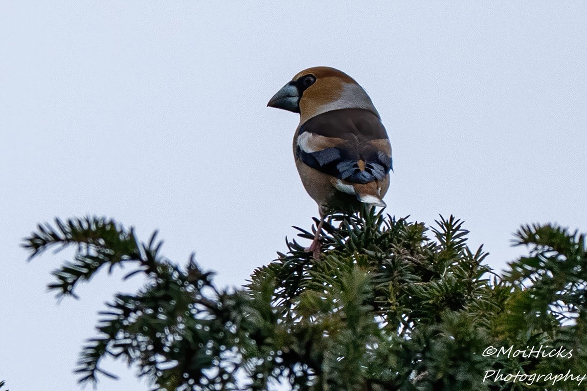 Sofa Birding (@sofabirdermoi) on Twitter photo Distant record shots of the Penshurst Nine Hawfinch. Seen flying around with several Greenfinch.
21-02-25 <a href="/KentishPlover/">KOS</a> <a href="/BBCSpringwatch/">BBC Springwatch</a> <a href="/RSPBbirders/">RSPB Birders</a> Distant record shots of the Penshurst Nine Hawfinch. Seen flying around with several Greenfinch.
21-02-25 <a href="/KentishPlover/">KOS</a> <a href="/BBCSpringwatch/">BBC Springwatch</a> <a href="/RSPBbirders/">RSPB Birders</a>