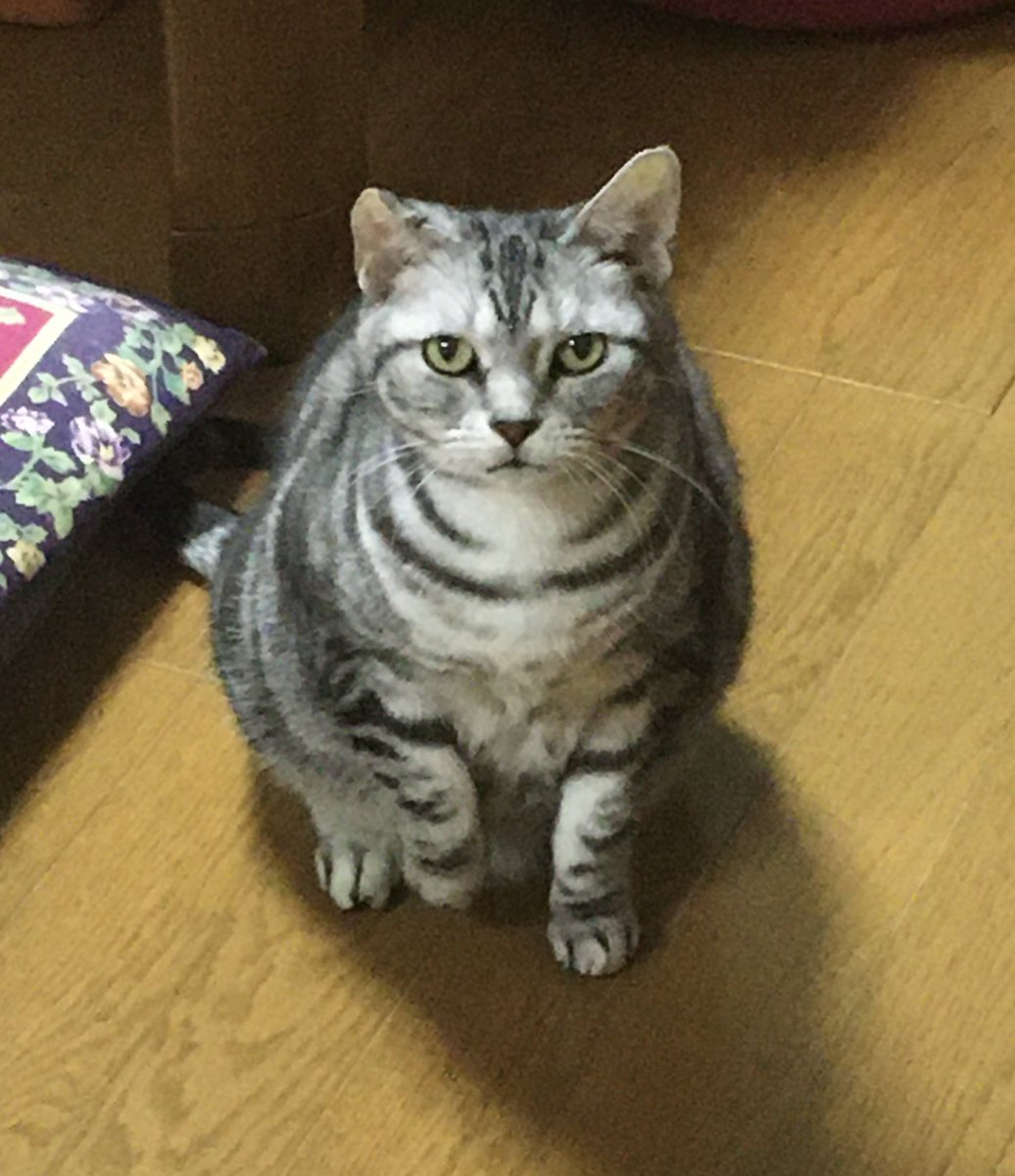 ねこまた (@nabenekoma) / Posts / X