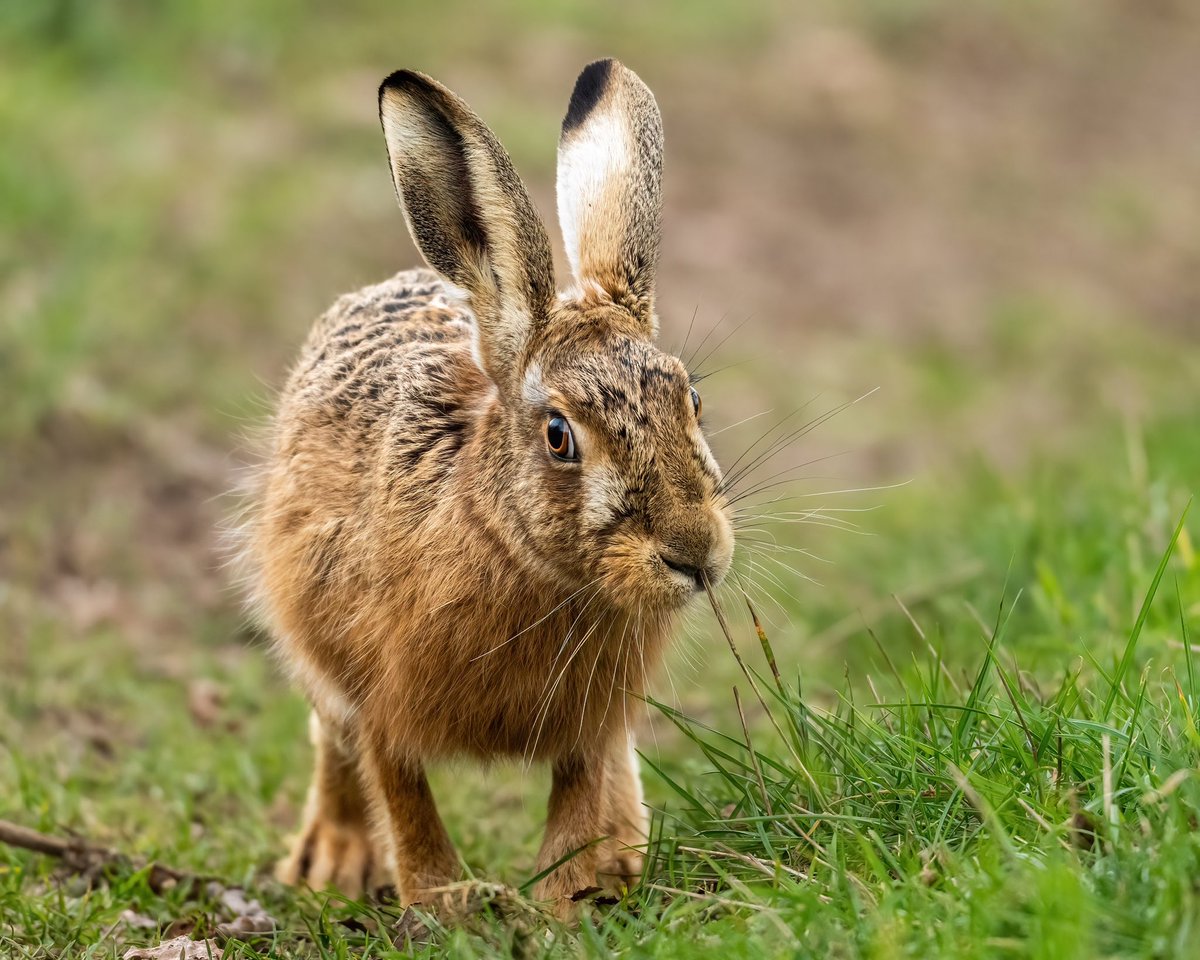 SW_PhotoNature's tweet photo. Short ‘n dumpy 🥰
#hare #brownhare #Norfolk #Springwatch #BBCWildlifePOTD #wildlifephotography #BBCWildlifeMagPOTD https://t.co/W4QerhvRi7