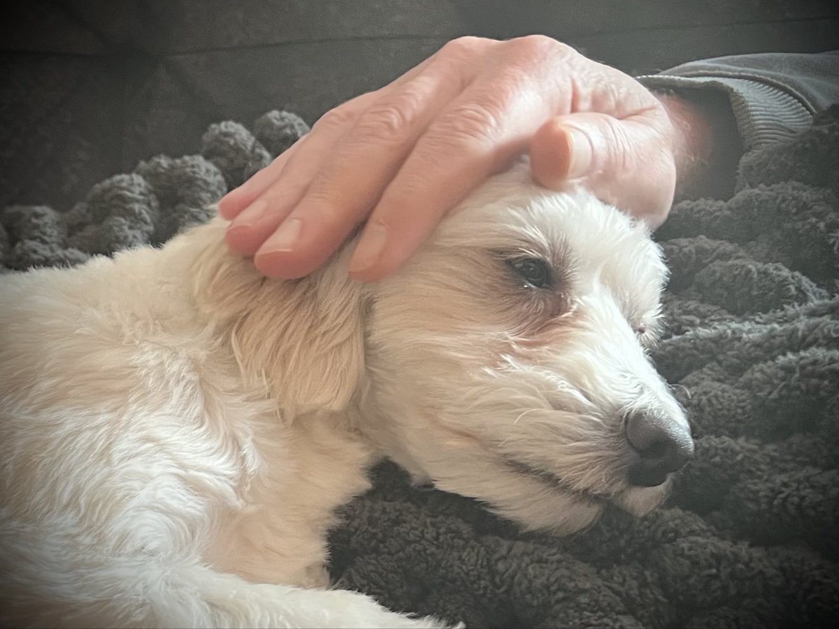 ralphgarman tweet media