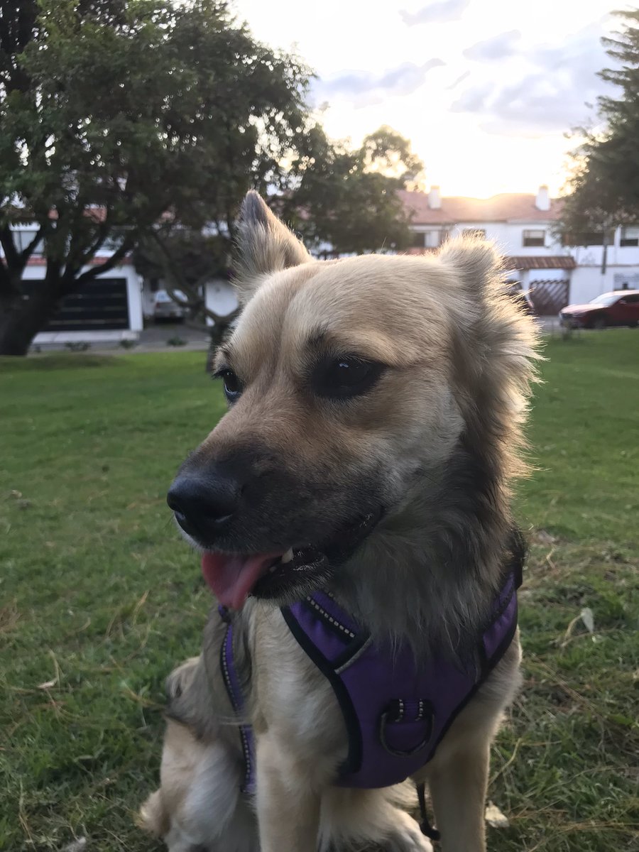 apagadota's tweet photo. los días con ella no se sienten tan pesados 💛 https://t.co/gd0gKXSYCJ