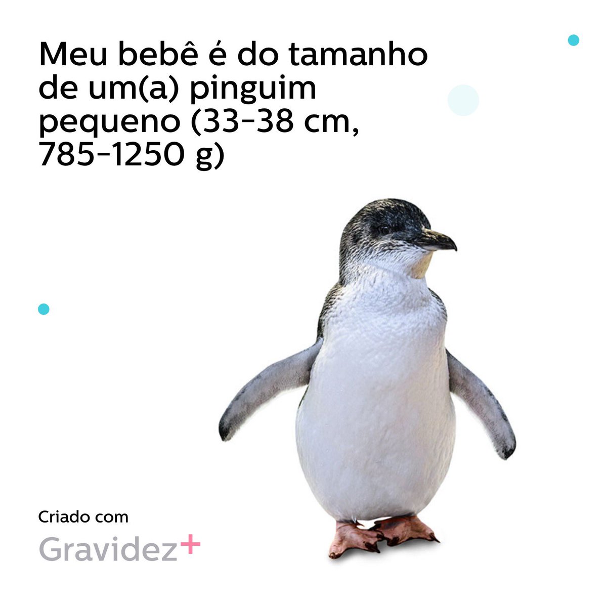 oi amigos! 👋🏻👋🏻 Agora eu estou com ⭐️⭐️⭐️⭐️⭐️⭐️ meses e do tamanho de um pinguinzinho!!!! 🐧🐧