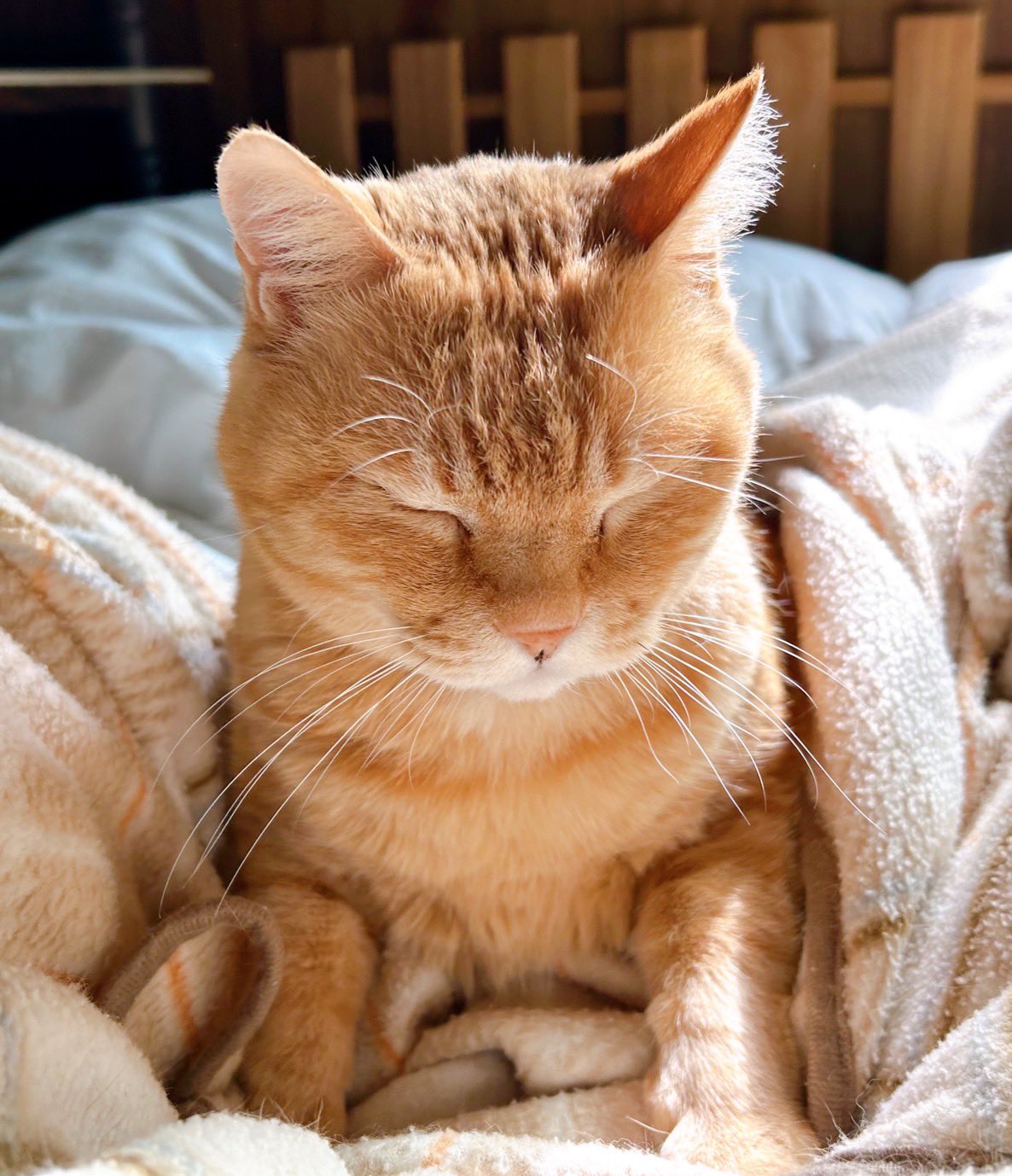 ペルシャ猫見つめるシャボン玉虹色暈し正絹 龍雪 （うちの末っ子