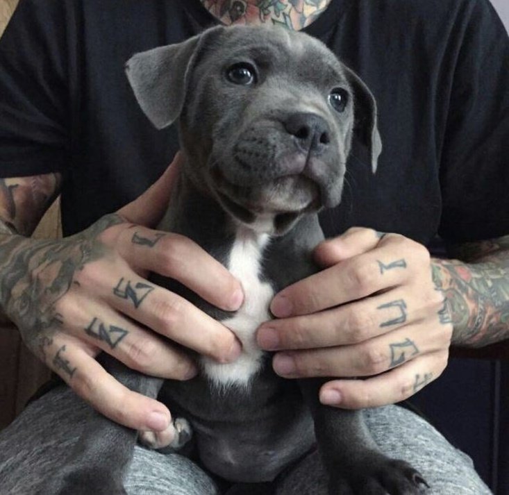 fabledmongrel's tweet image. texts @LOSTHOWLING 

💬 got a spare room?
💬 need it for this guy for a few days
💬 [ image loading. . . ]