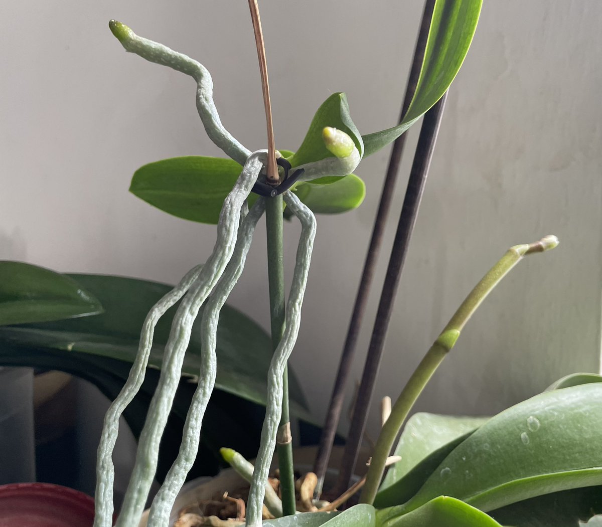 Que emoción ahí vienen una nueva rama de flores y un keiki (una orquídea nueva) de la misma planta madre!