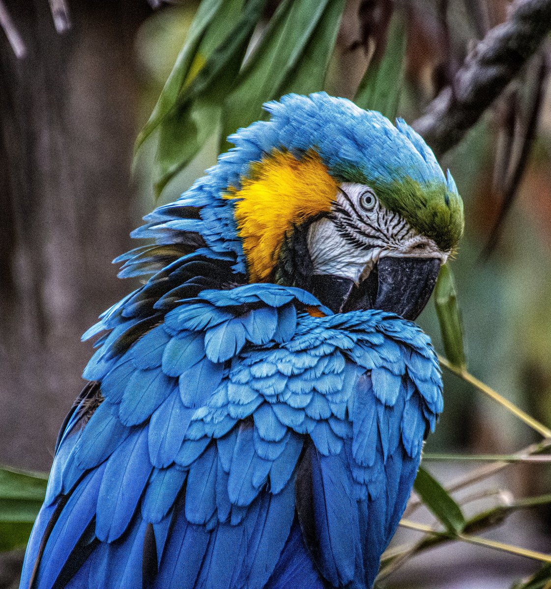 AdmiredArt tweet media