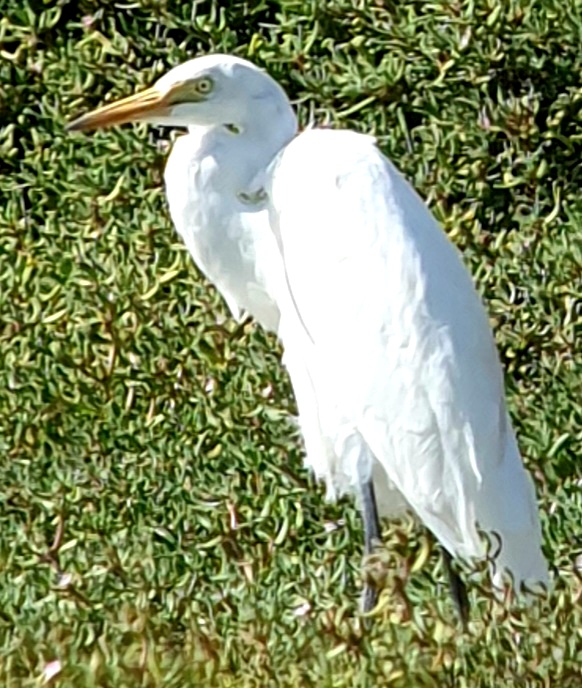 Yellow-billed Egret. Sao Vincente,  Cape Verde. WP twitching