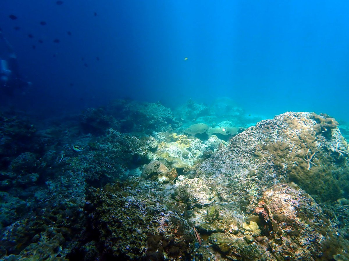 ハイシーズン真っ只中のピピ島。今年はとても透明度が安定してきれいです。フエダイの大群はもちろん、サメやカメ、バラクーダのトルネードも見られて、なんとも盛だくさん、贅沢なダイビングです。海の景色をブログで紹介しています
greendiverphuket.com/2025/02/20/2-2…
#プーケット #ダイビング #phuket #diving