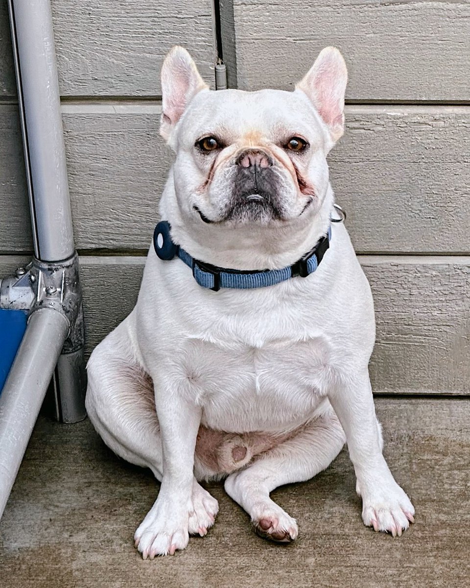 FacesofChaChas's tweet image. May we all be just as relaxed and zen as Oliver is this Frenchie Friday. *And everybody went to daycare and collectively said Ommmmm, breathe in, breathe out*. 

#dogyoga #yogadog #breatheinbreatheout #dogdaycarefun #eastsacramento #frenchiefriday