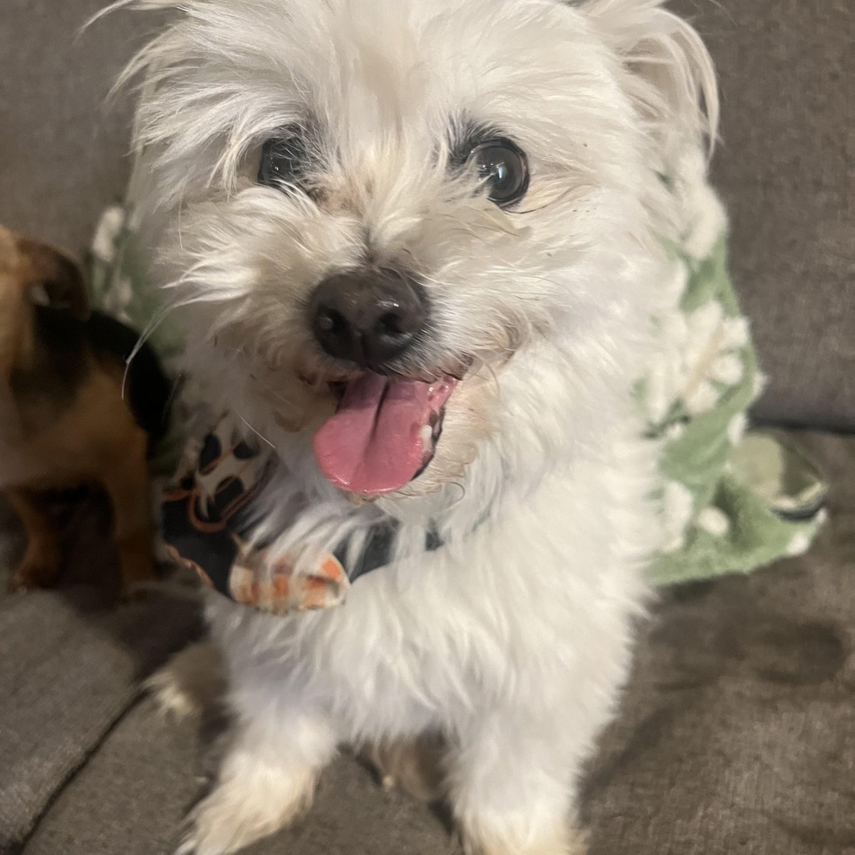 pet_pardon's tweet photo. Tofu is a 3 year old couch potato who is leash and potty trained. He's friendly, affectionate, and weighs 7lbs of mostly fluff!
https://t.co/Mt6tVUAkdu
#instadogs #dogrescue #animalrescue #petpardon #sharetosavealife #seenequalssaved #ittakesavillage #nokillapp #adoptdontshop https://t.co/U8UBBwfSs9